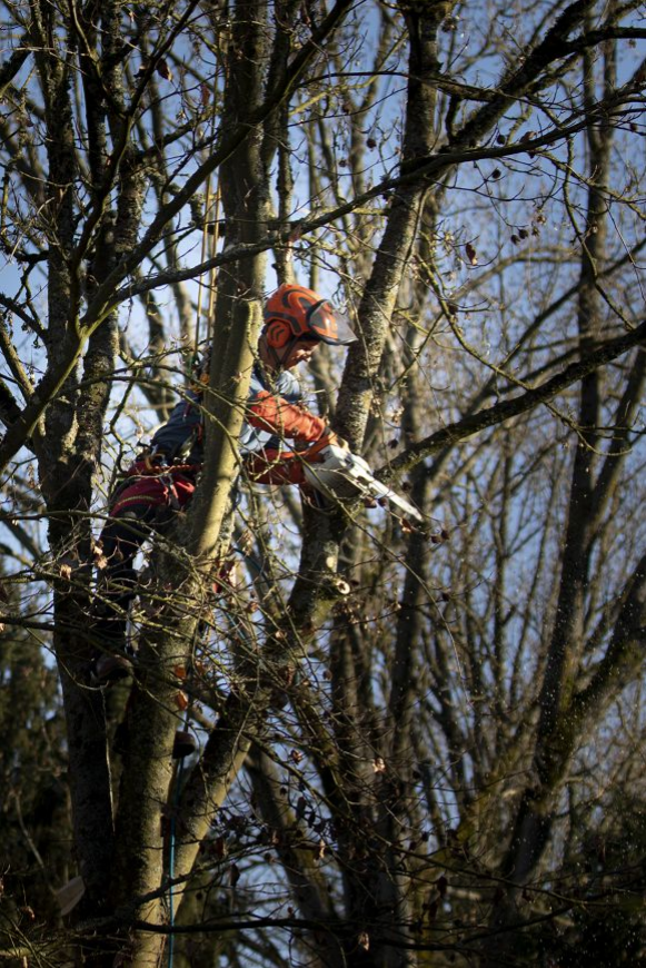 Taille D Arbres Lille Le Touquet Amiens La Rouge Porte