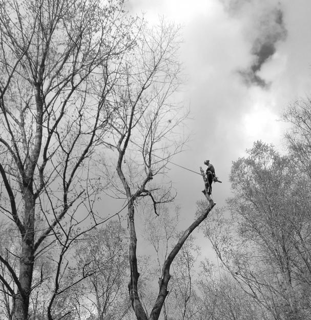 Taille d'arbres Amiens